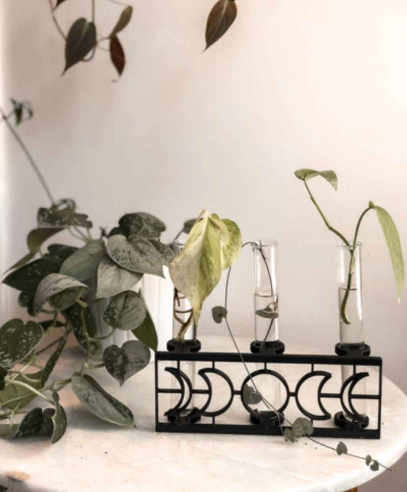 Moon Phase Plant Propagation Station