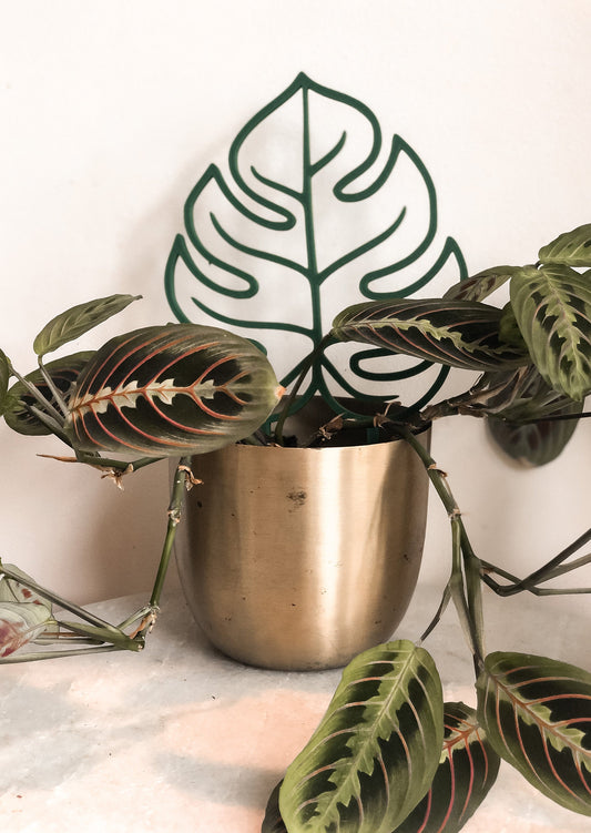 Monstera Leaf Indoor Houseplant Trellis