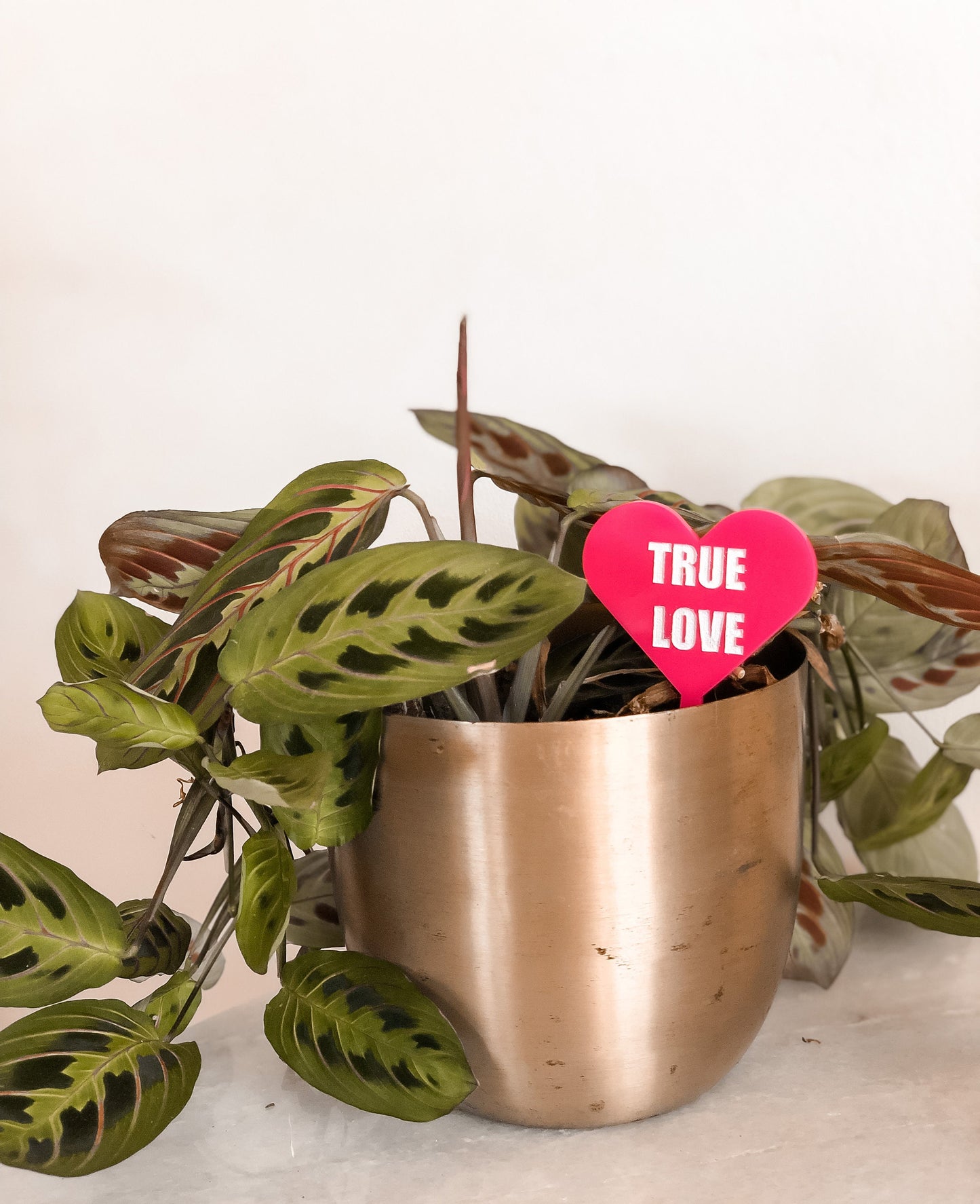 Conversation Heart Plant Stake | Plant Tag | Sweetheart